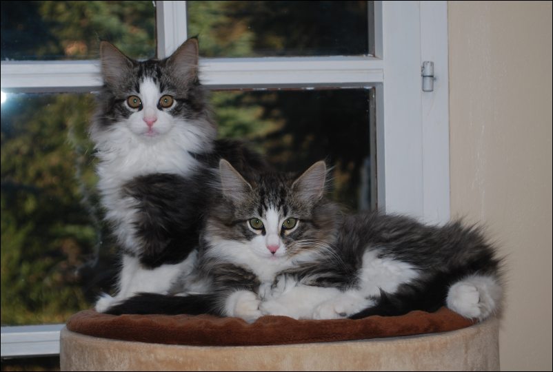 Furcy et Finley Durandal - chatons norvgiens